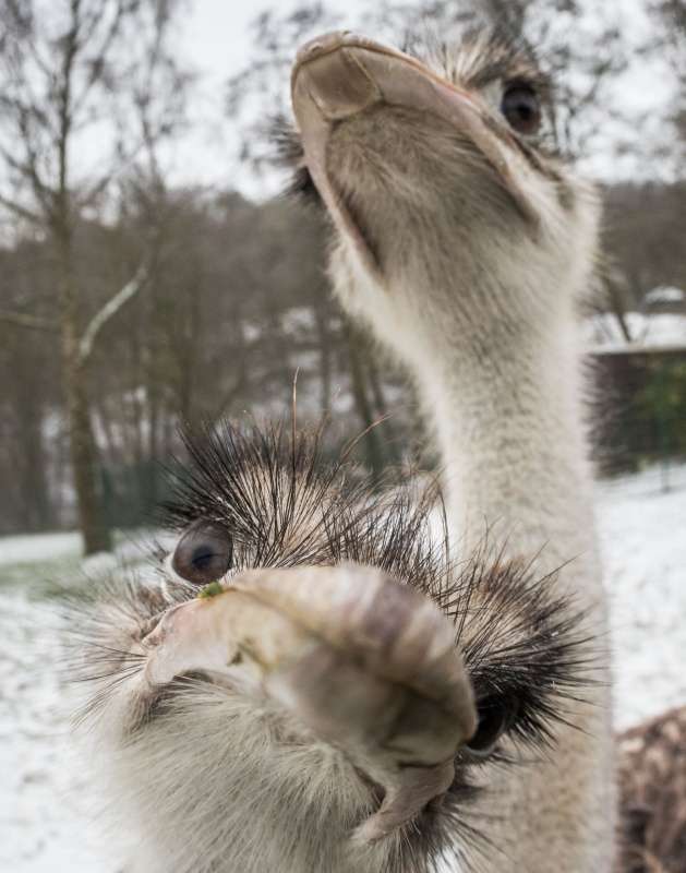 这是2017年1月9日,在德国克龙贝格尔的动物园,两只鸵鸟将脑袋凑近摄影