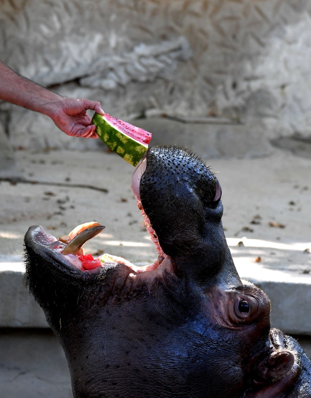 酷热难耐 动物们吃冰冻水果消暑