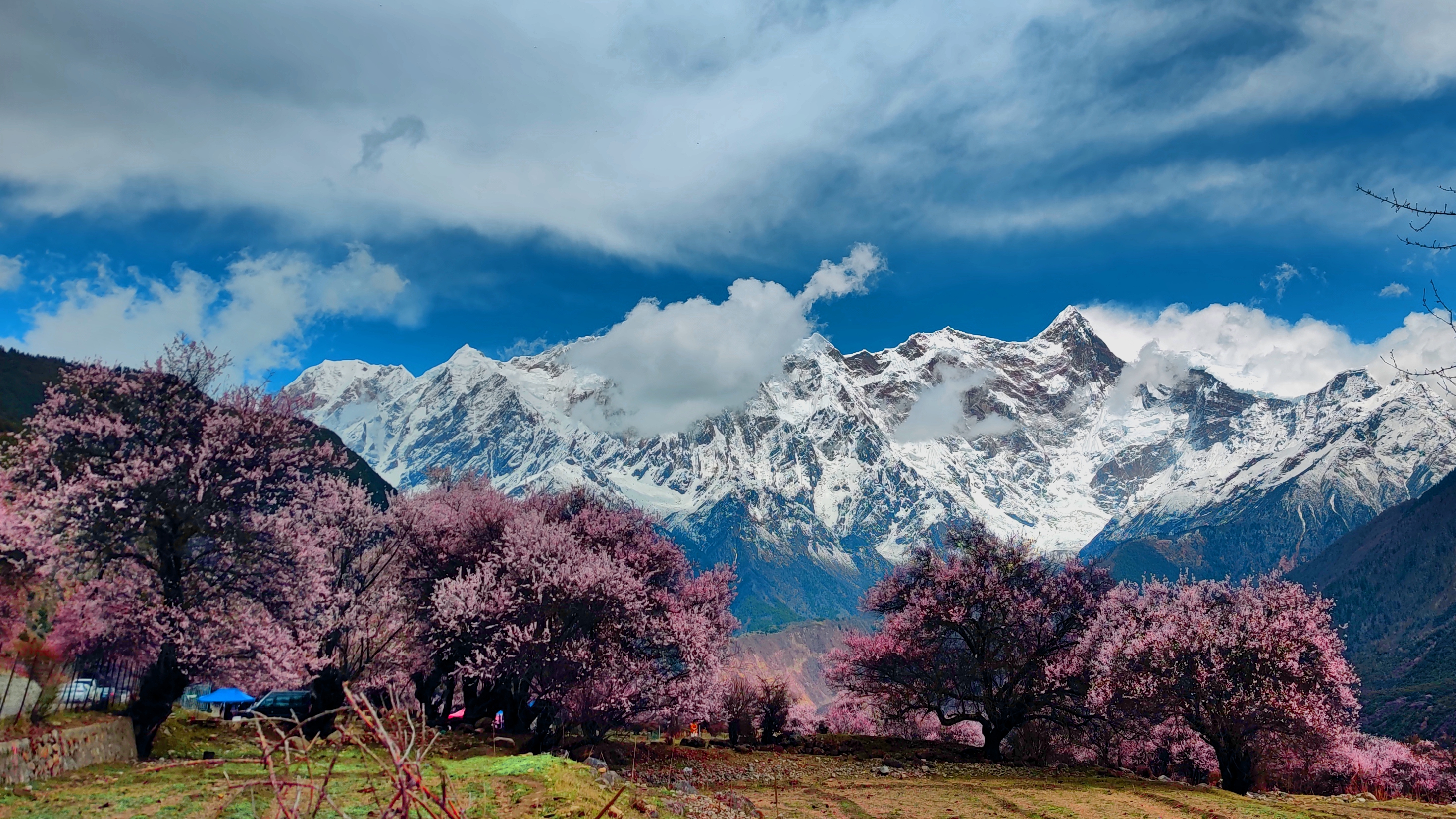 百万观众在雅鲁藏布大峡谷景区云赏桃花