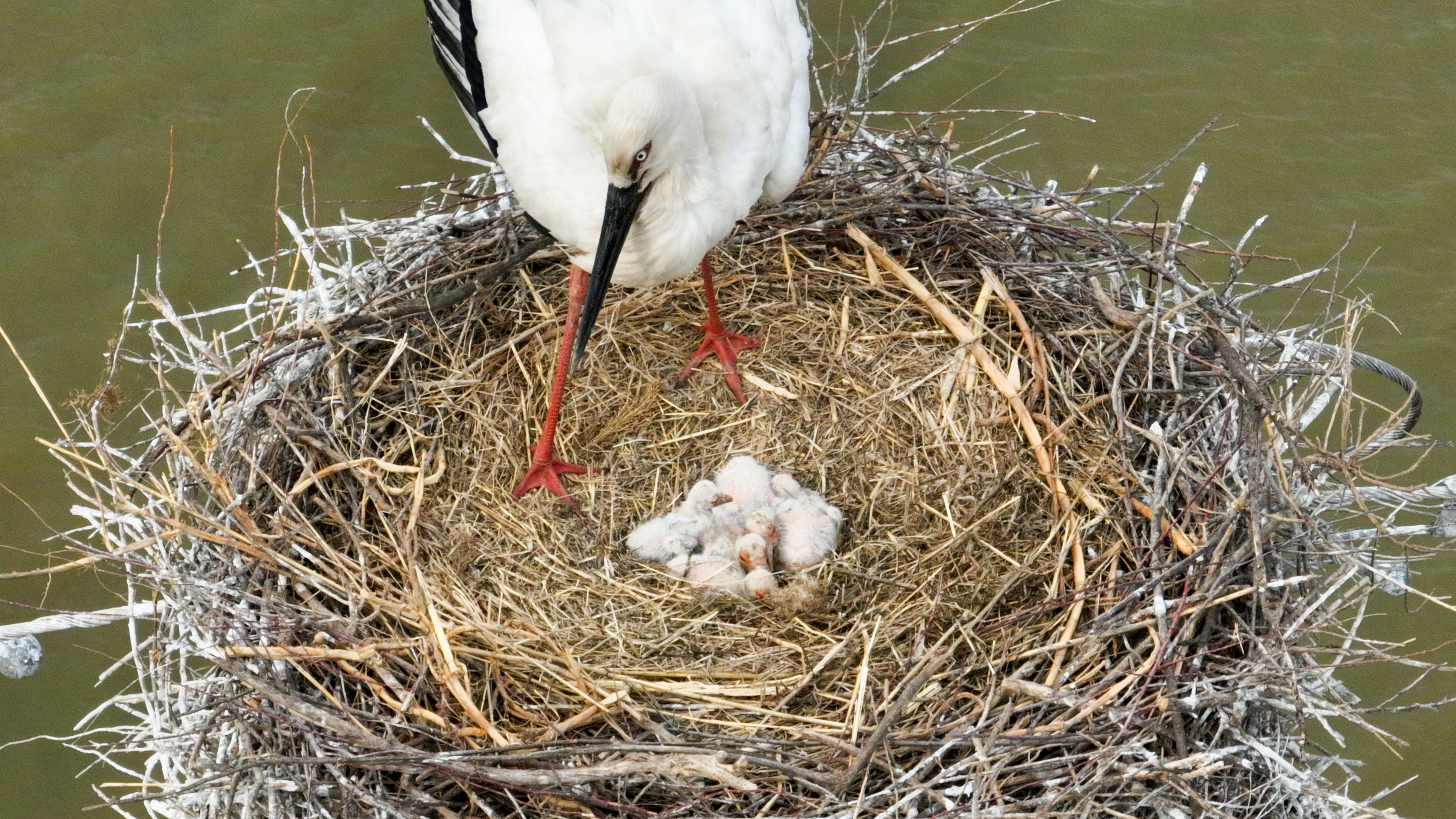 山东东营:守护东方白鹳"铁塔家园"