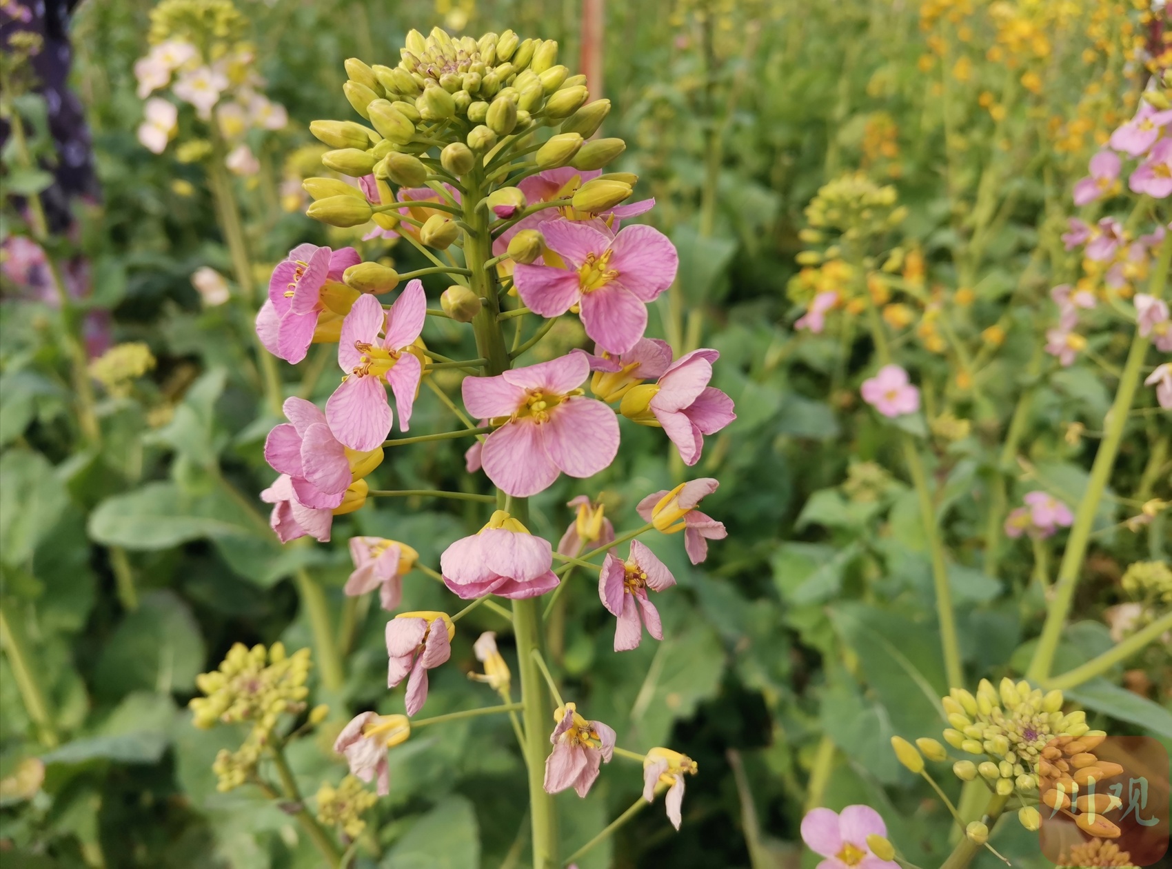 彩色油菜花板藍根油菜這些油菜裡藏著哪些秘密