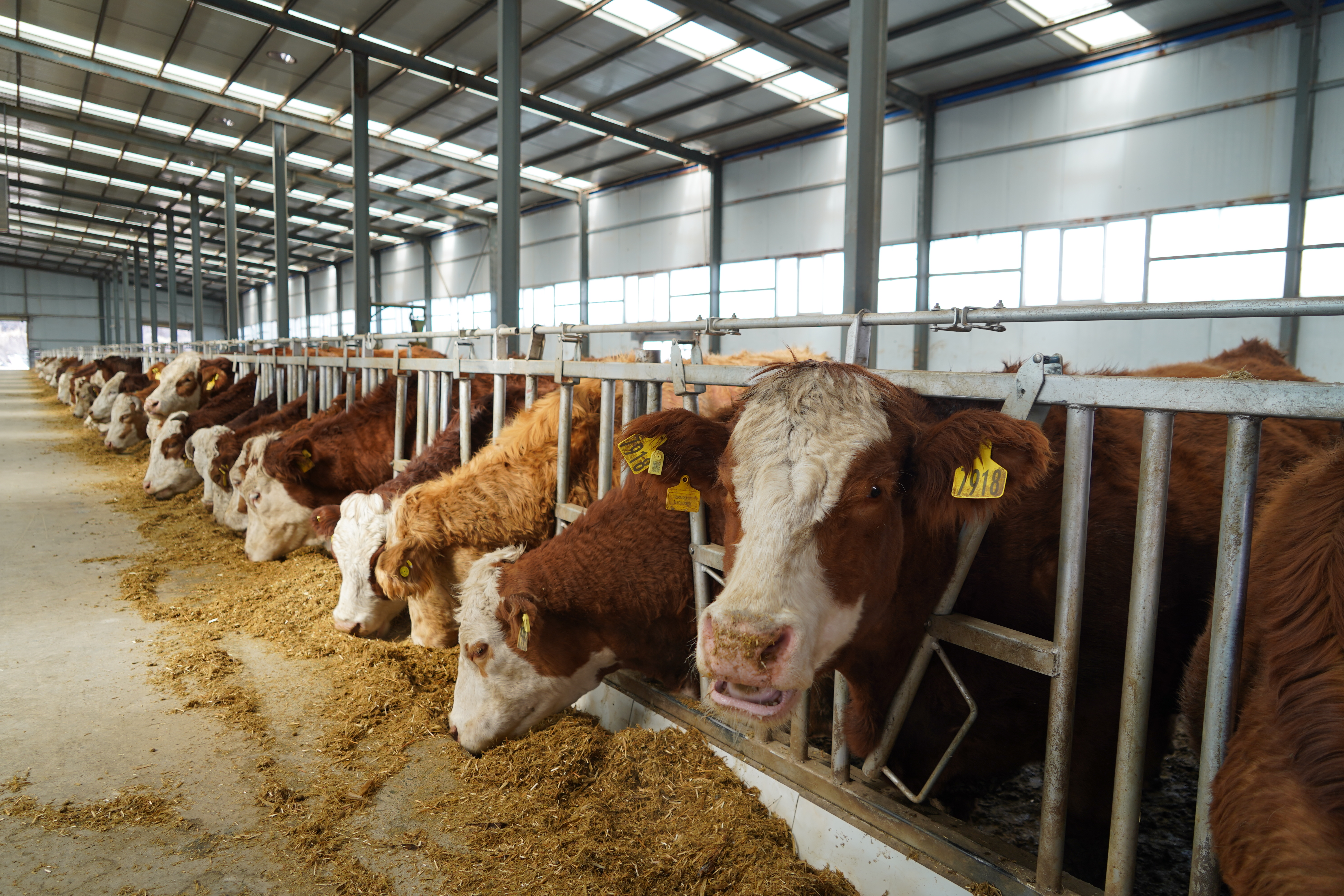 乡村振兴撂荒地变身大牧场一座高原村落的美丽蝶变