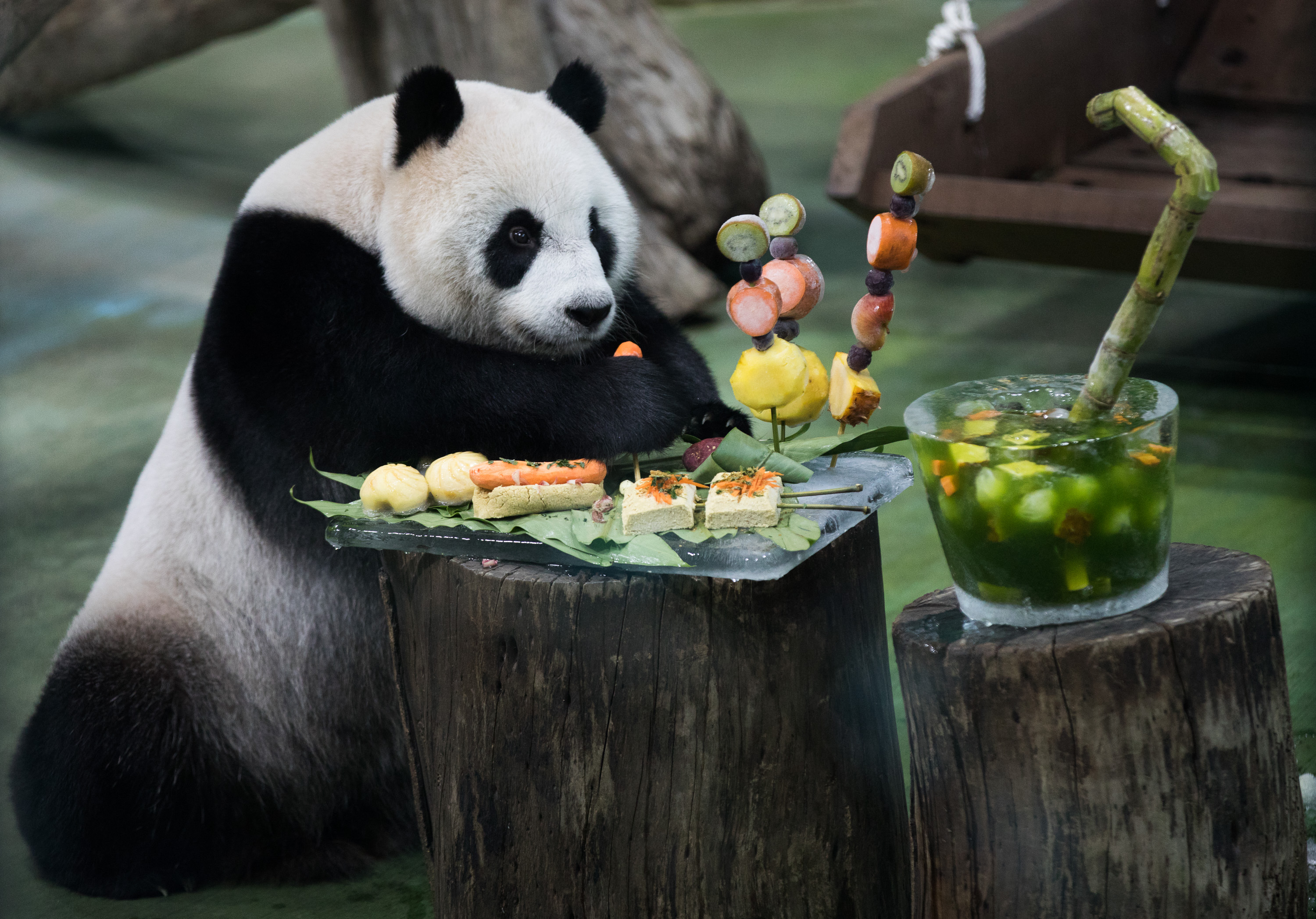 臺北動物園大熊貓圓仔圓寶姊妹減肥進行時