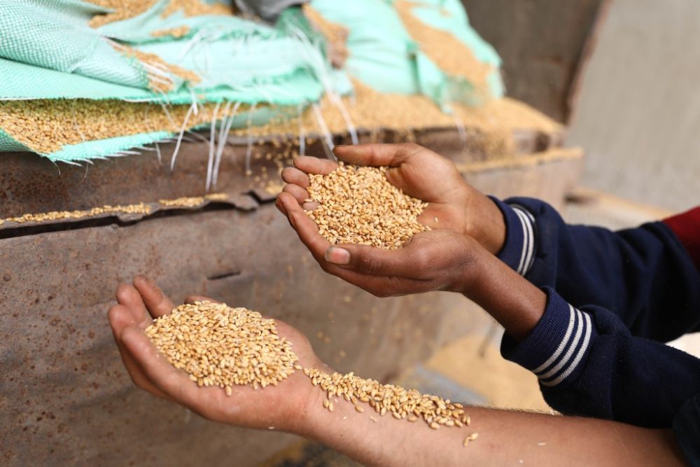 印度收紧小麦出口埃及提醒协议有效