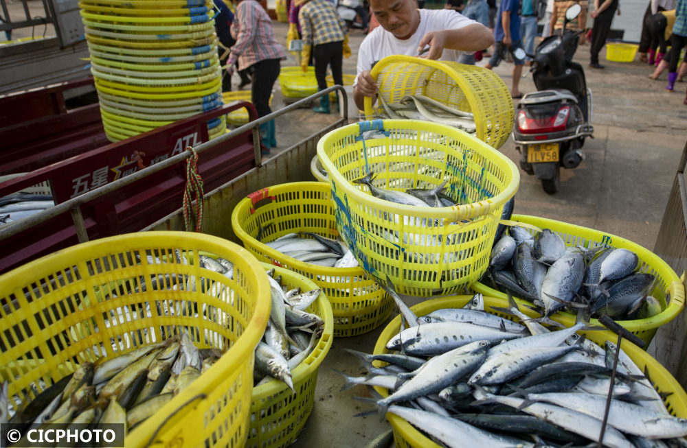 海南瓊海春光好魚滿艙