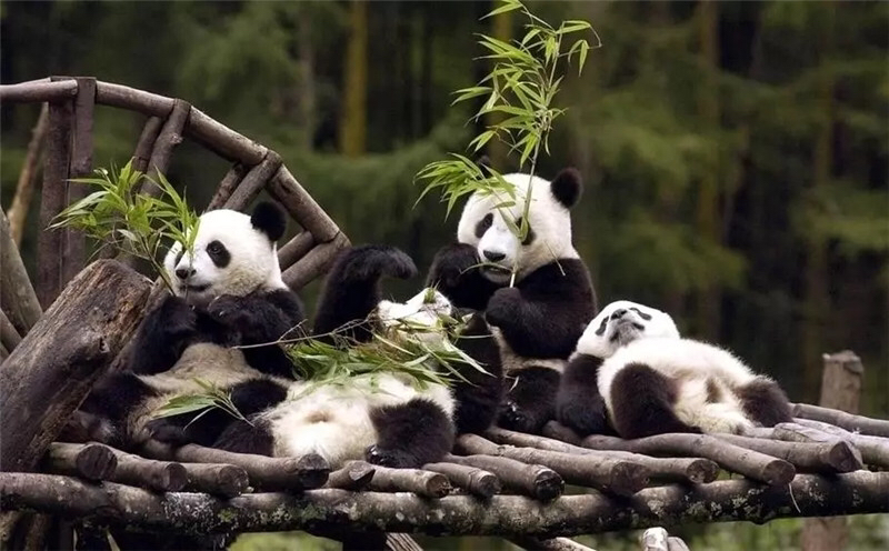 熊猫体育公园坐落于美丽的北湖风景区畔,与北湖的同乐社区相邻.