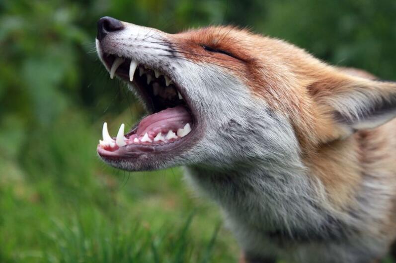 赤狐咬人图片