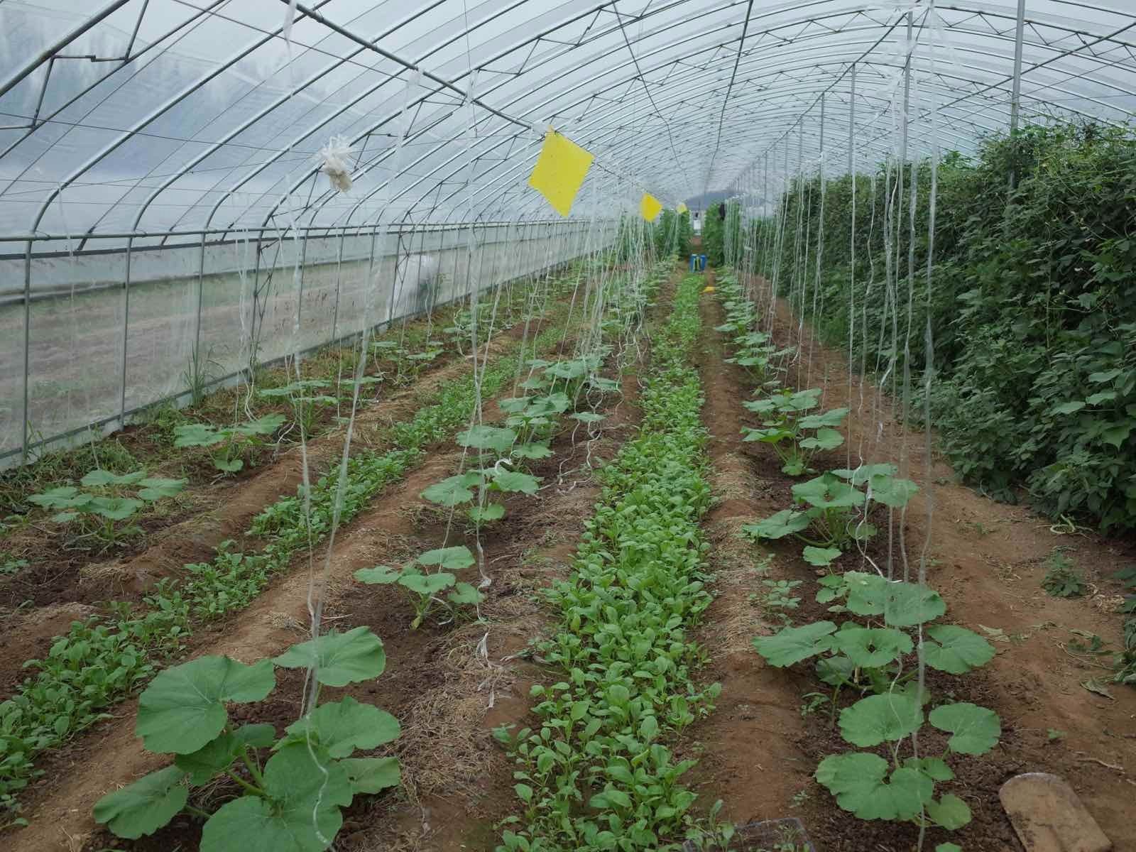 石嫣就有过设想,先做一个农场,再以农场带社群,即中国csa联盟,此外