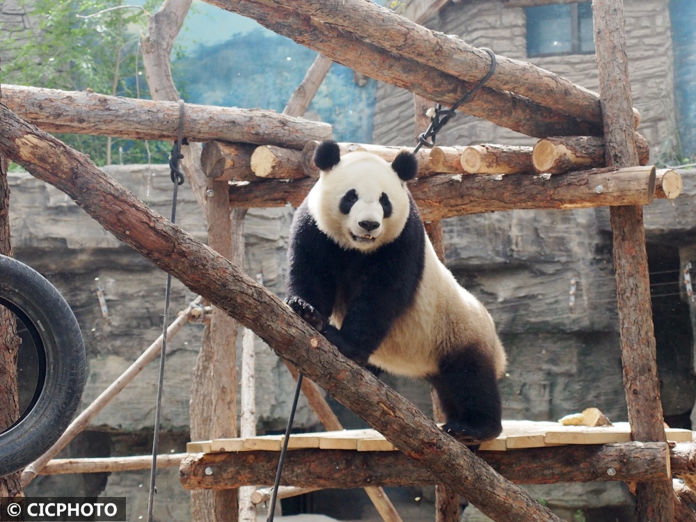 北京动物园奥运熊猫馆全新亮相