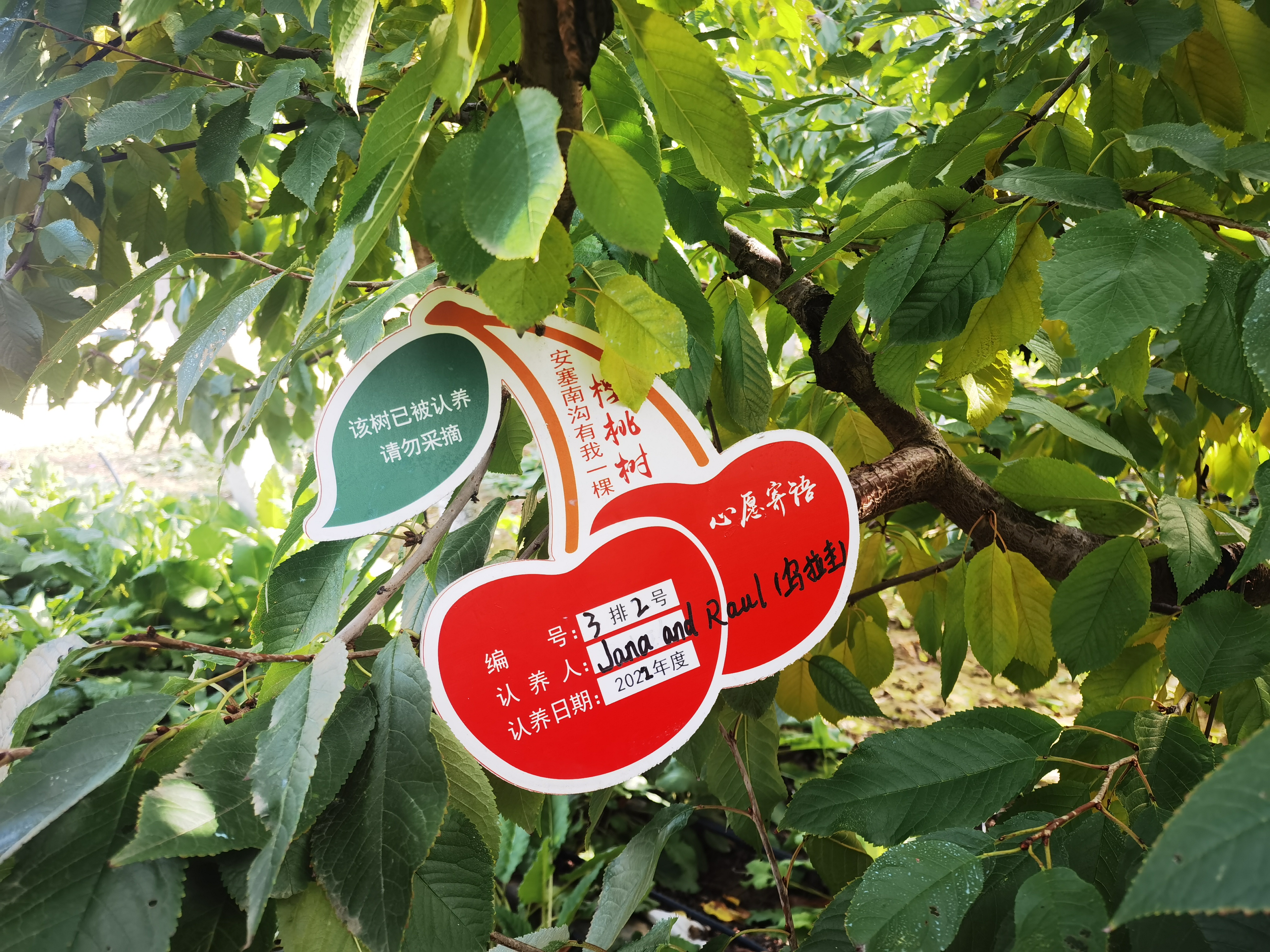 网络认养果树特产轻松到家手机助力延安味道飞出黄土高原