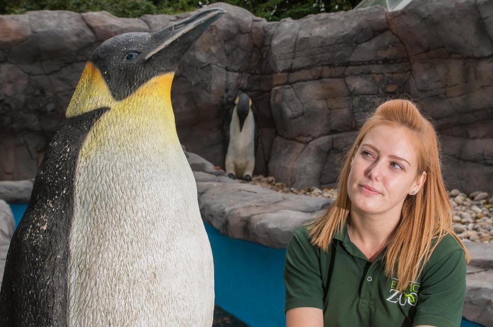 英国动物园现山寨景点 企鹅全是塑料模型