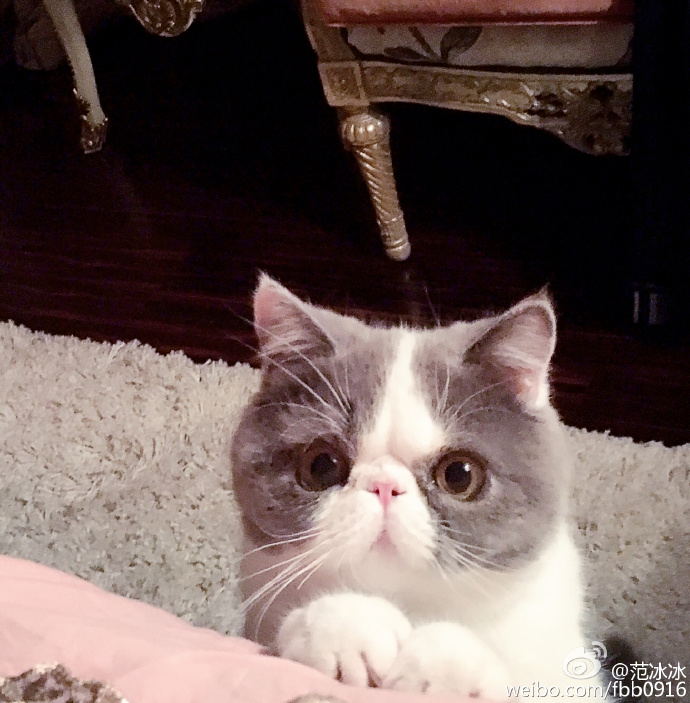 6月13日中午,李晨在微博上晒出一组有趣的猫猫照片,并配文称:什么