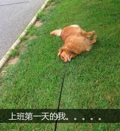 【辣笔小封】节后,总有一个表情包让你起床上班