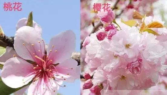 如果花梗明显有或较长,那么可能是樱花,紫叶李,梨花,西府海棠和垂丝