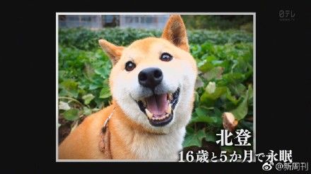 还记得这张柴犬表情包吗?这只16岁柴犬北登去世