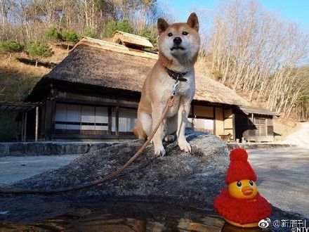 还记得这张柴犬表情包吗?这只16岁柴犬北登去世