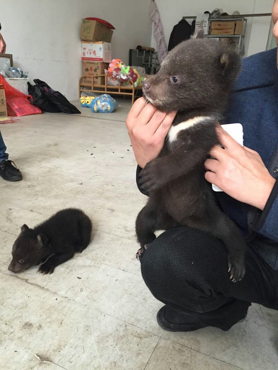 有奶瓶有軟床 小黑熊在野生動物救助站裡安了家