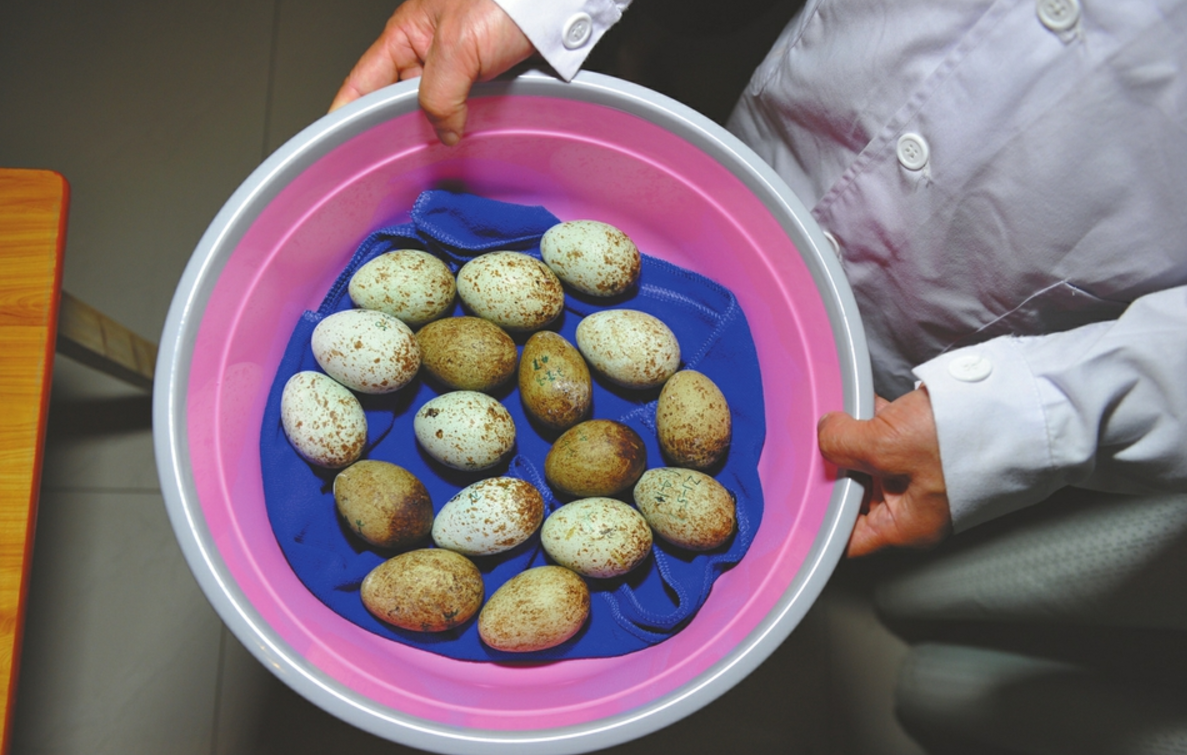 2017年出产的朱鹮卵.