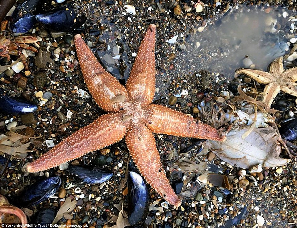 场面如同世界末日!英国风暴后数以百万计螃蟹龙虾被冲上岸