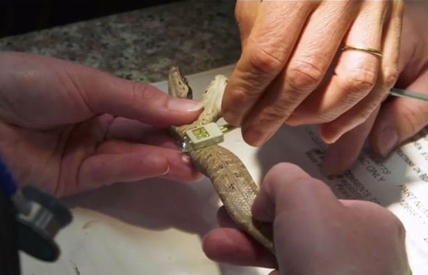 蛇界"连体双胞胎"?美国现双头蟒蛇 两个消化道两颗心脏