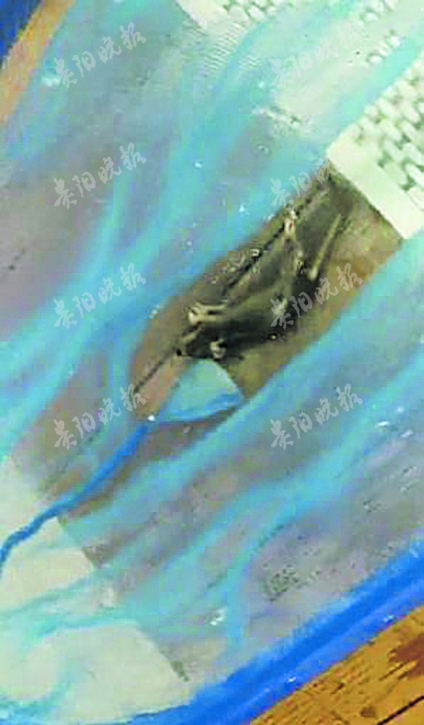 「贵阳晚报」一泳池内两次发现死老鼠 顾客想退卡却遭拒