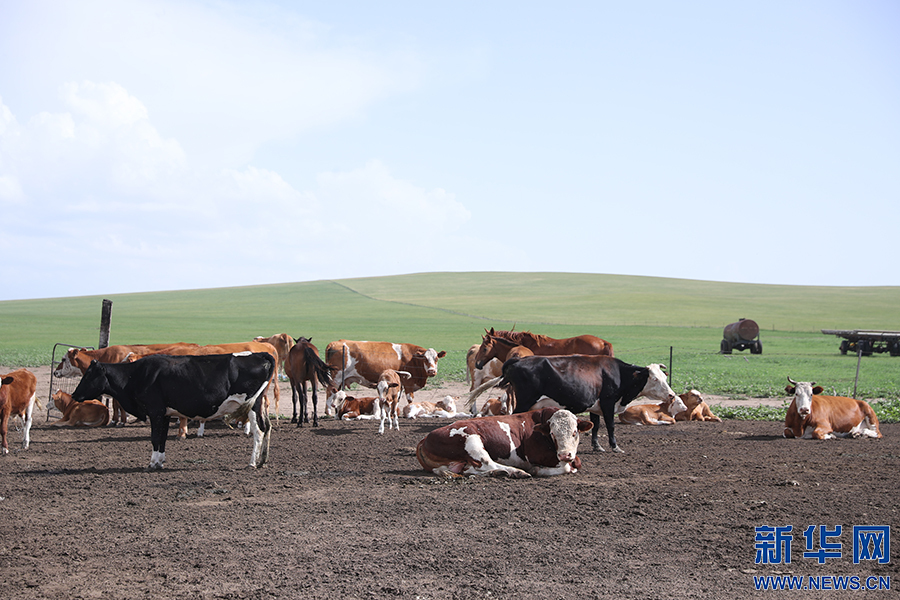 图为其日麦拉图家的部分牛和马新华网记者 焦鹏摄