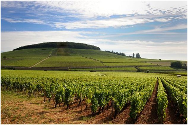 每日国际葡萄酒新闻:一片让勃艮第酒庄异常紧张的橡树林 - 封面新闻