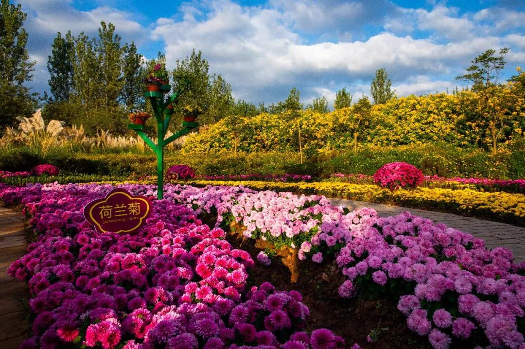 暗暗淡淡紫 融融冶冶黄 邛海湿地十月 花海盛宴 就等你来 封面新闻