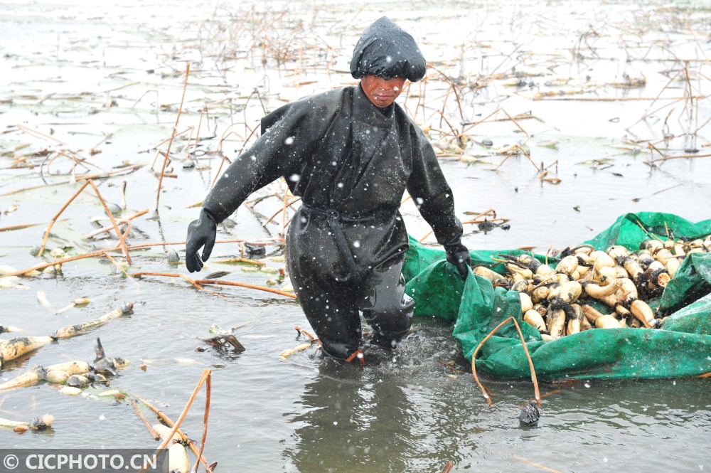 江苏睢宁风雪挖藕人