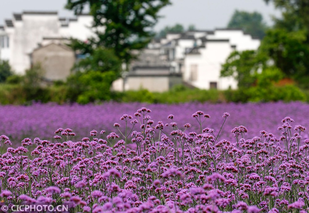 安徽黄山紫色花海醉游人