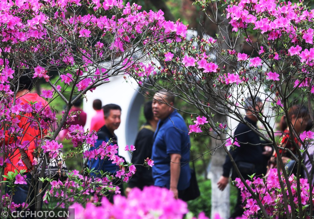 2021年4月1日,浙江省舟山市定海区城东街道北小区绿化带内,杜鹃花