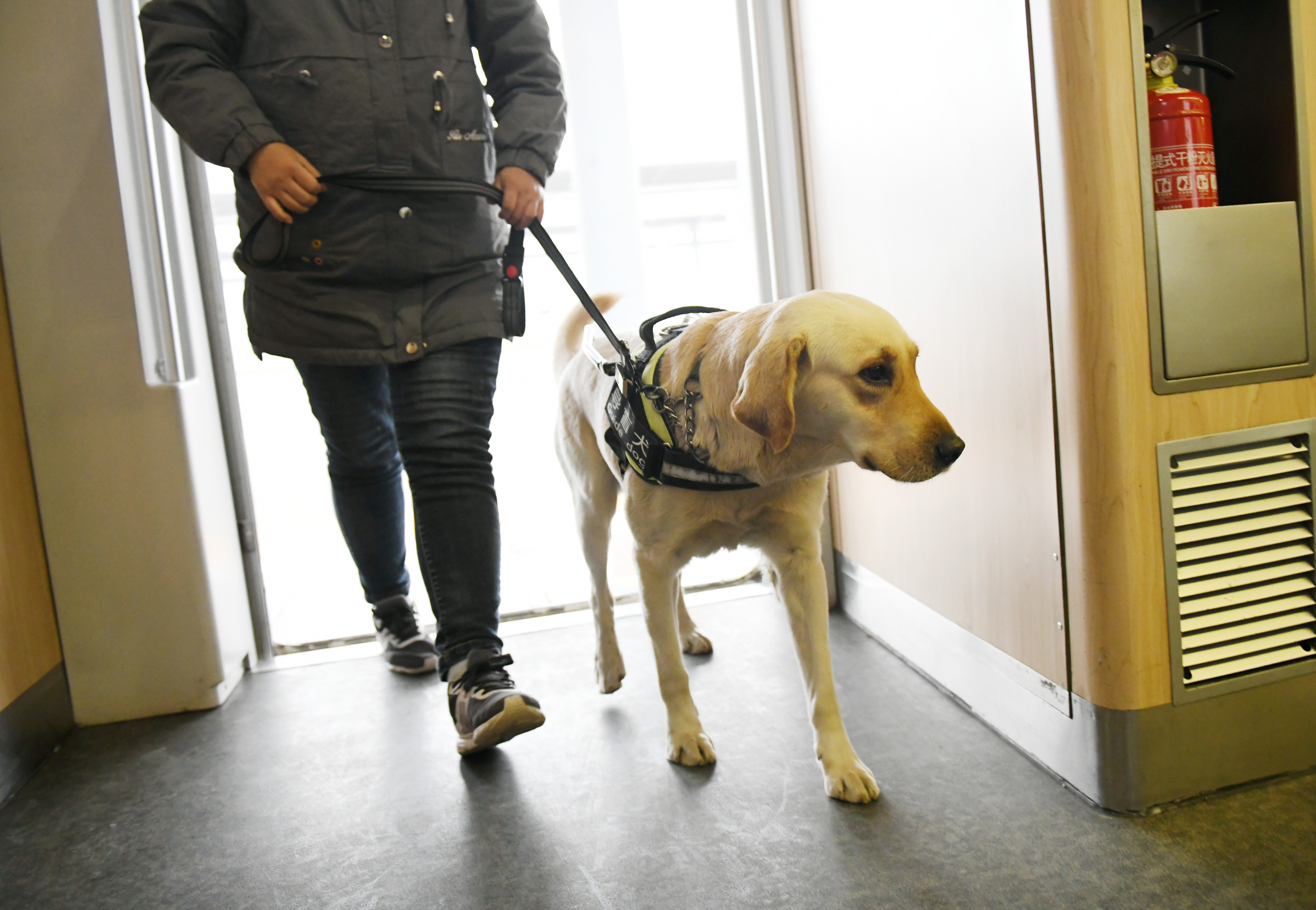 1月12日,導盲犬從寶雞南站進入列車車廂,進行適應性訓練.