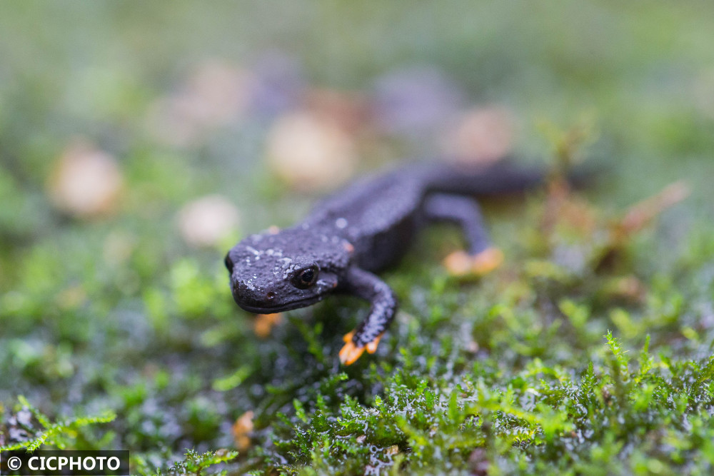 浙江宁波宁波大熊猫镇海棘螈放归野外