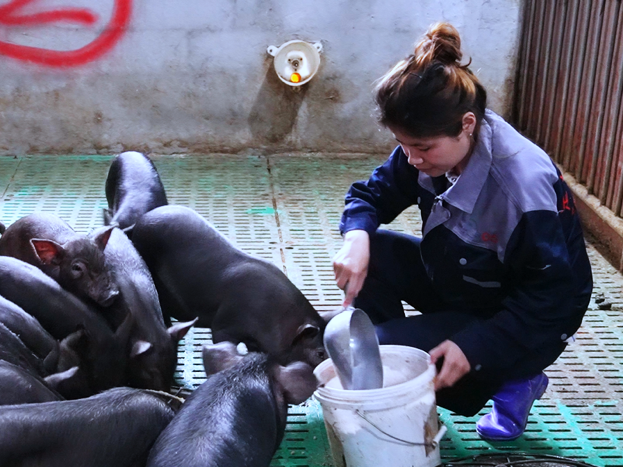 从城市女孩到深山猪倌90后大学生的逆行青春