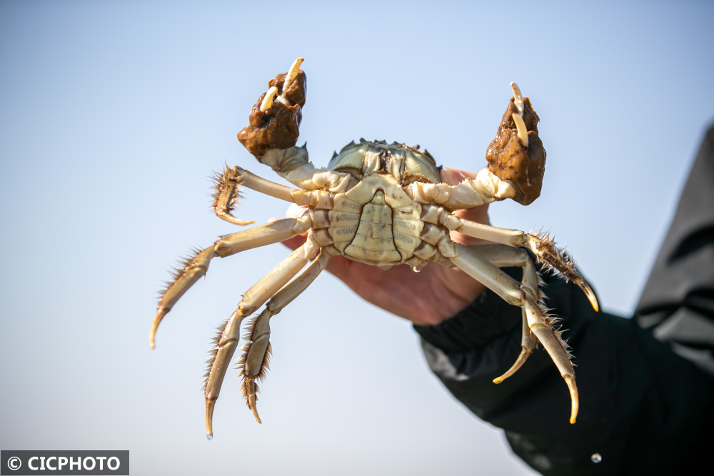 山西运城黄河大闸蟹成熟上市