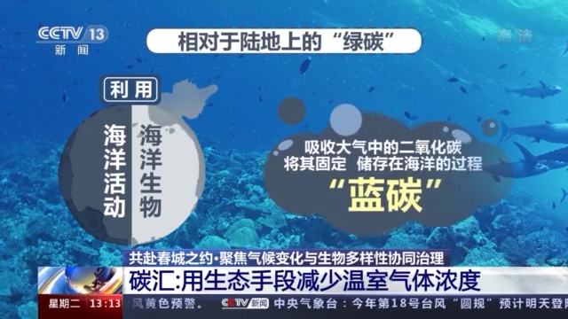 什么是碳汇一个短片带你了解