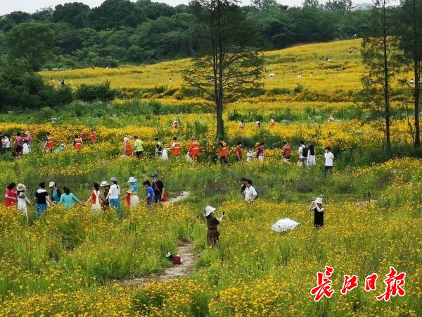 荒地变花海引游客打卡 他们呼吁市民将垃圾入桶