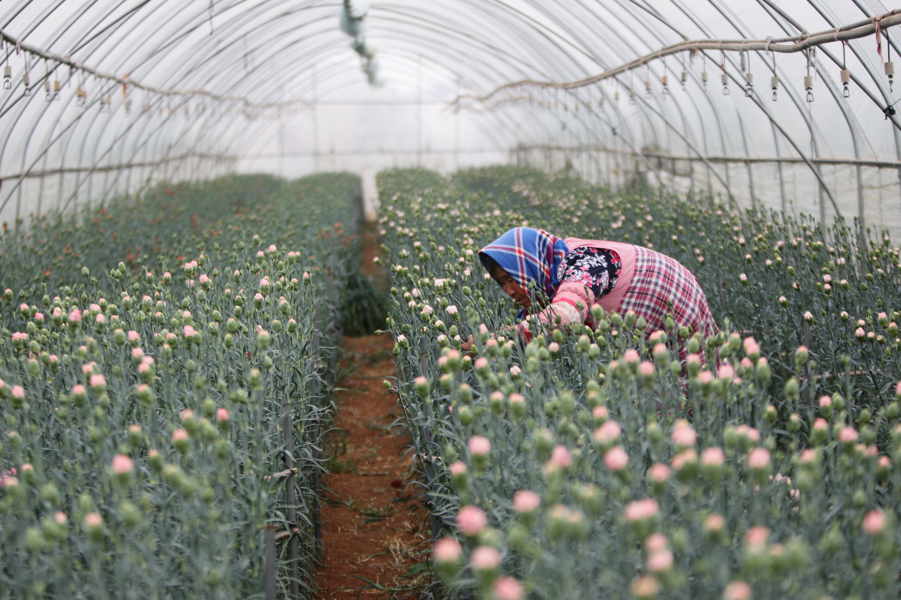 云南曲靖鲜花俏采摘忙