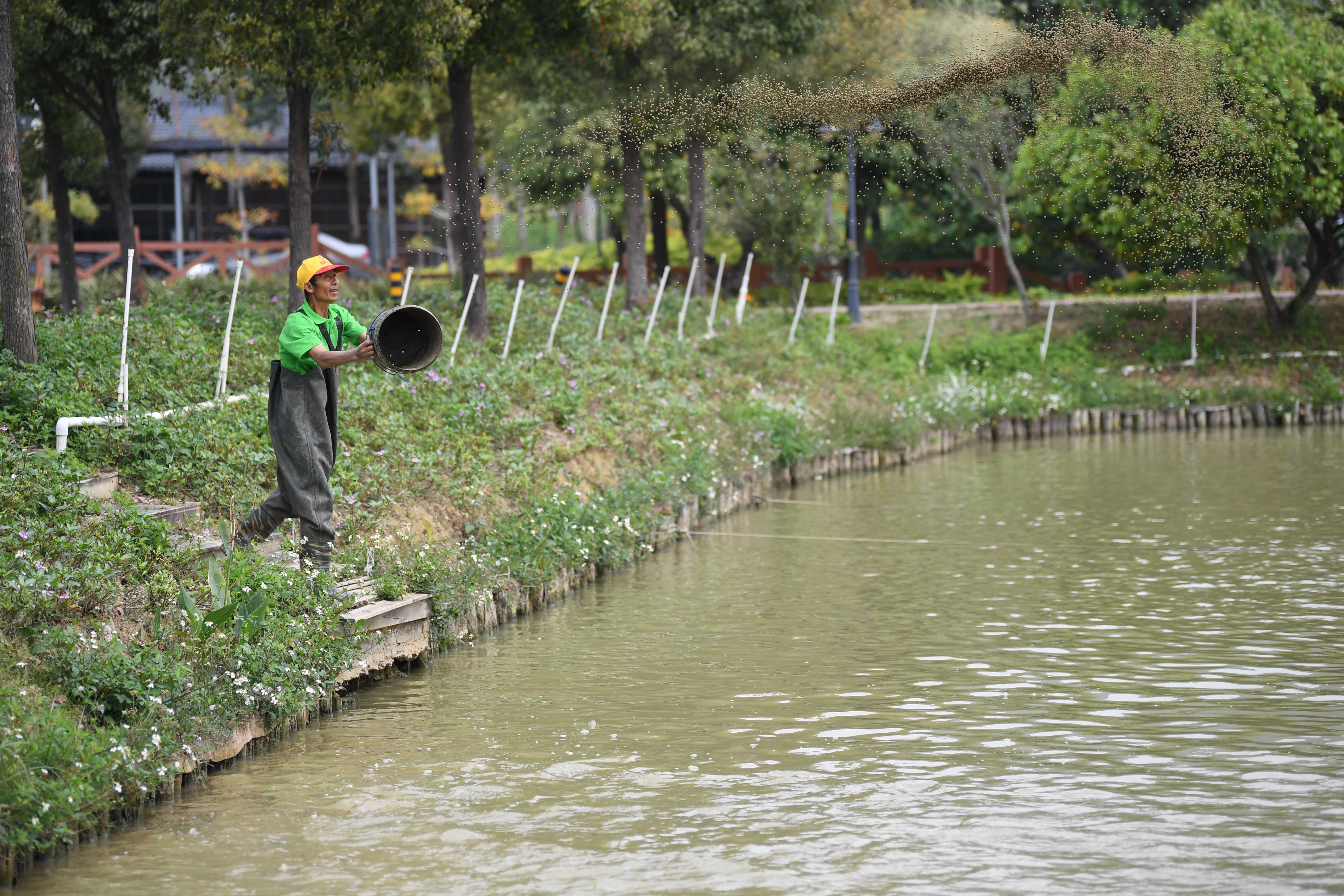 桑叶喂鱼养蚕,蚕沙喂鱼,塘泥种桑,形成了珠三角独具特色的"桑基鱼塘"