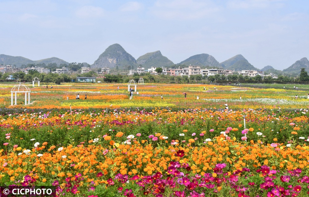 游客在广西壮族自治区贺州市富川瑶族自治县福利镇神仙湖景区的花海中