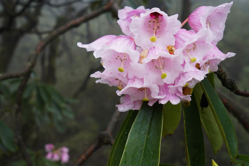 首届峨眉金顶佛国花海杜鹃花节开幕