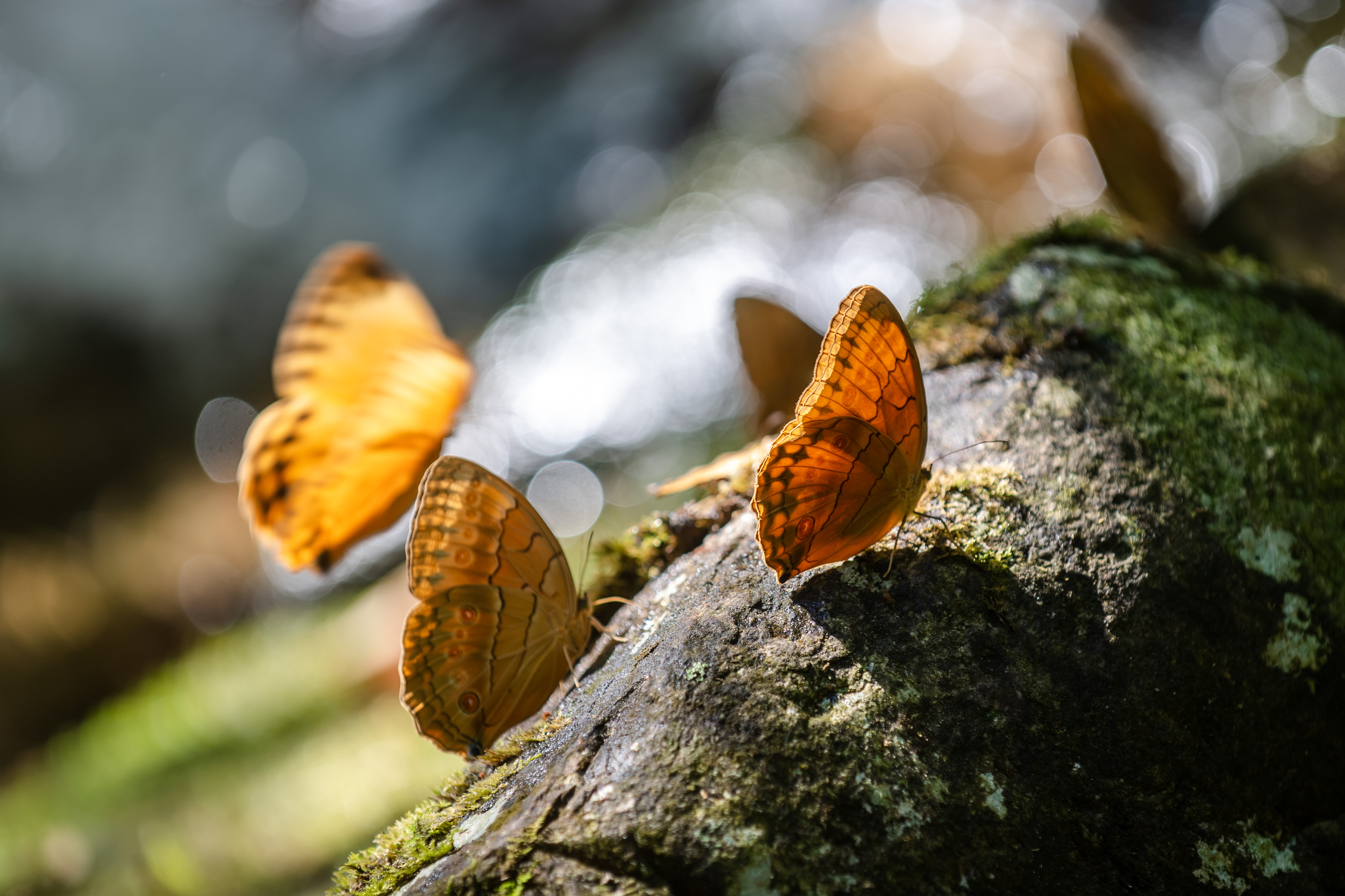 15亿只云南金平迎10年来最大规模蝴蝶大爆发