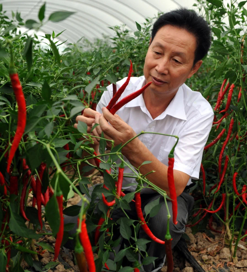 辣椒大王"的四川省川椒种业科技有限责任公司总工程师陈炳金名列其