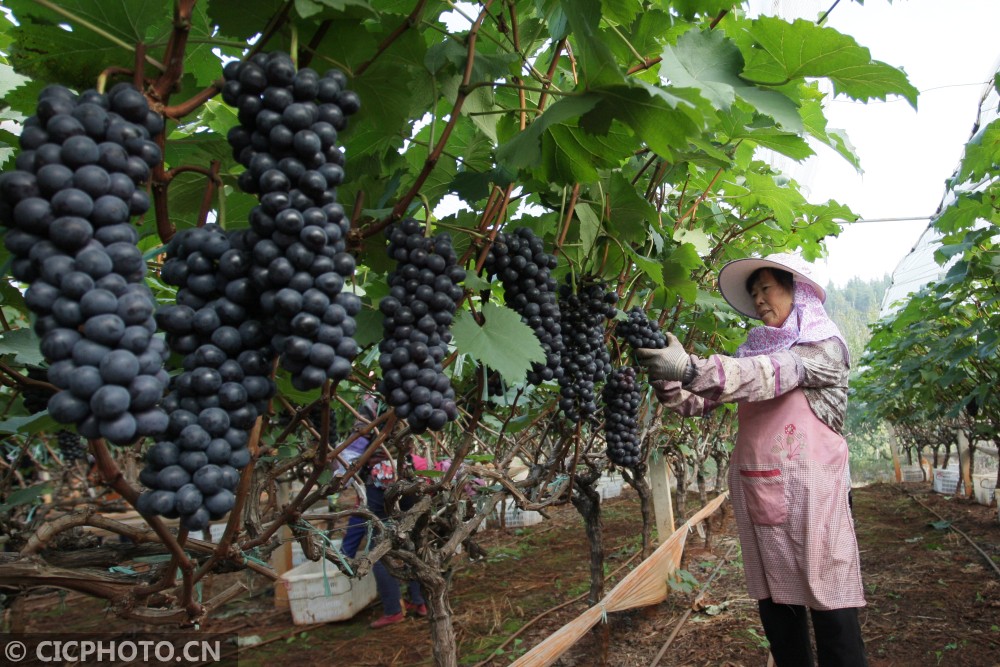 云南建水冬季葡萄迎丰收