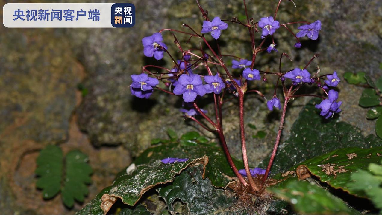 中国生物物种名录又添新成员南溪蛛毛苣苔