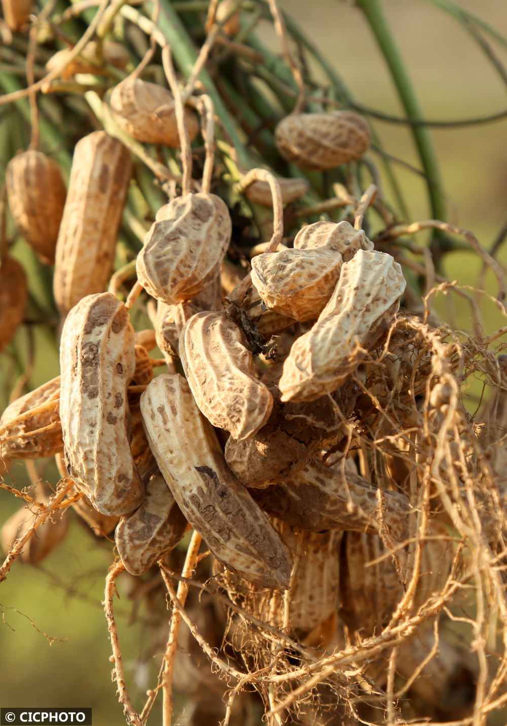 河南汝阳七彩富硒花生托起农民致富梦