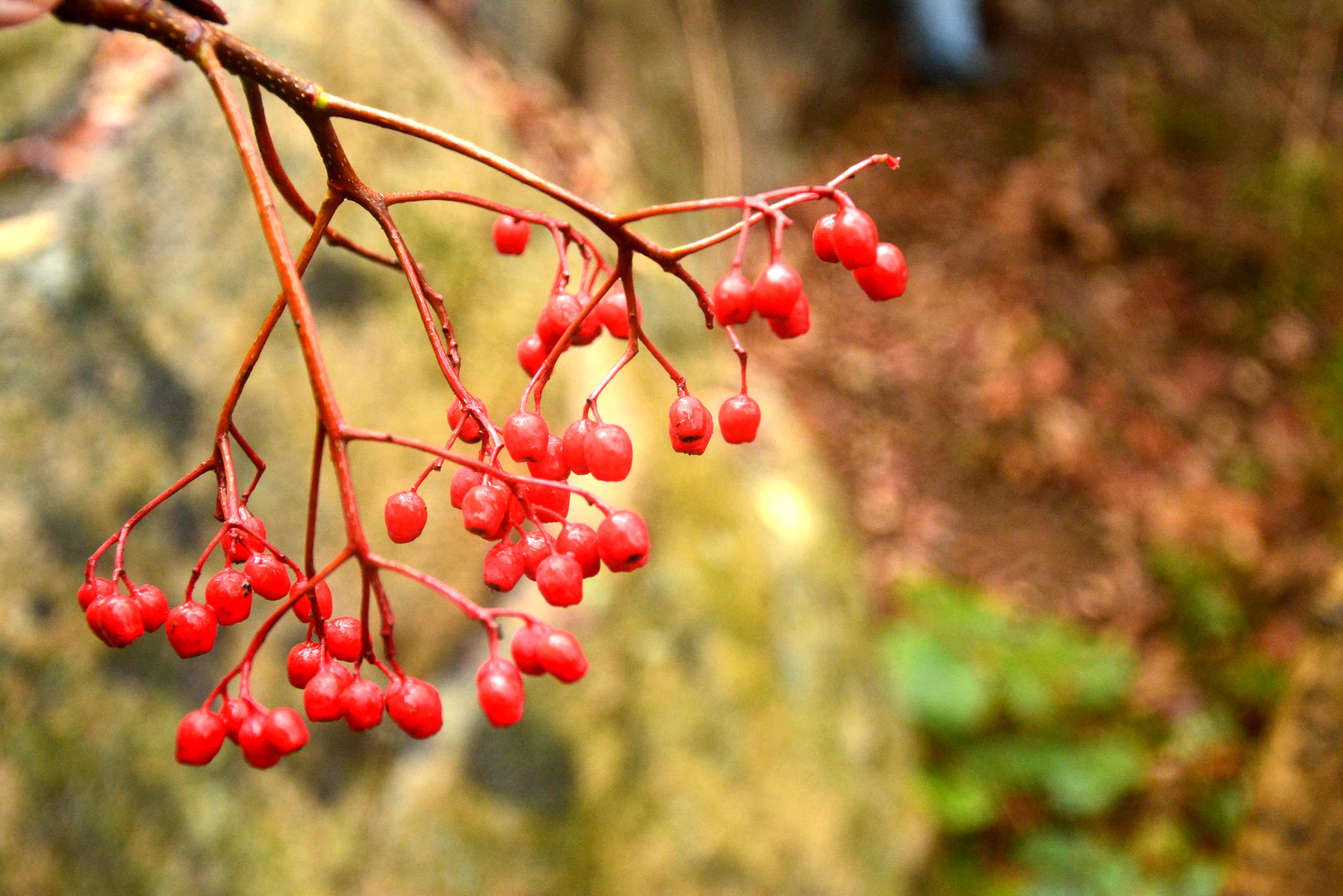 国宝级植物泰山花楸的保护从濒临灭绝到逐步解除濒危状态