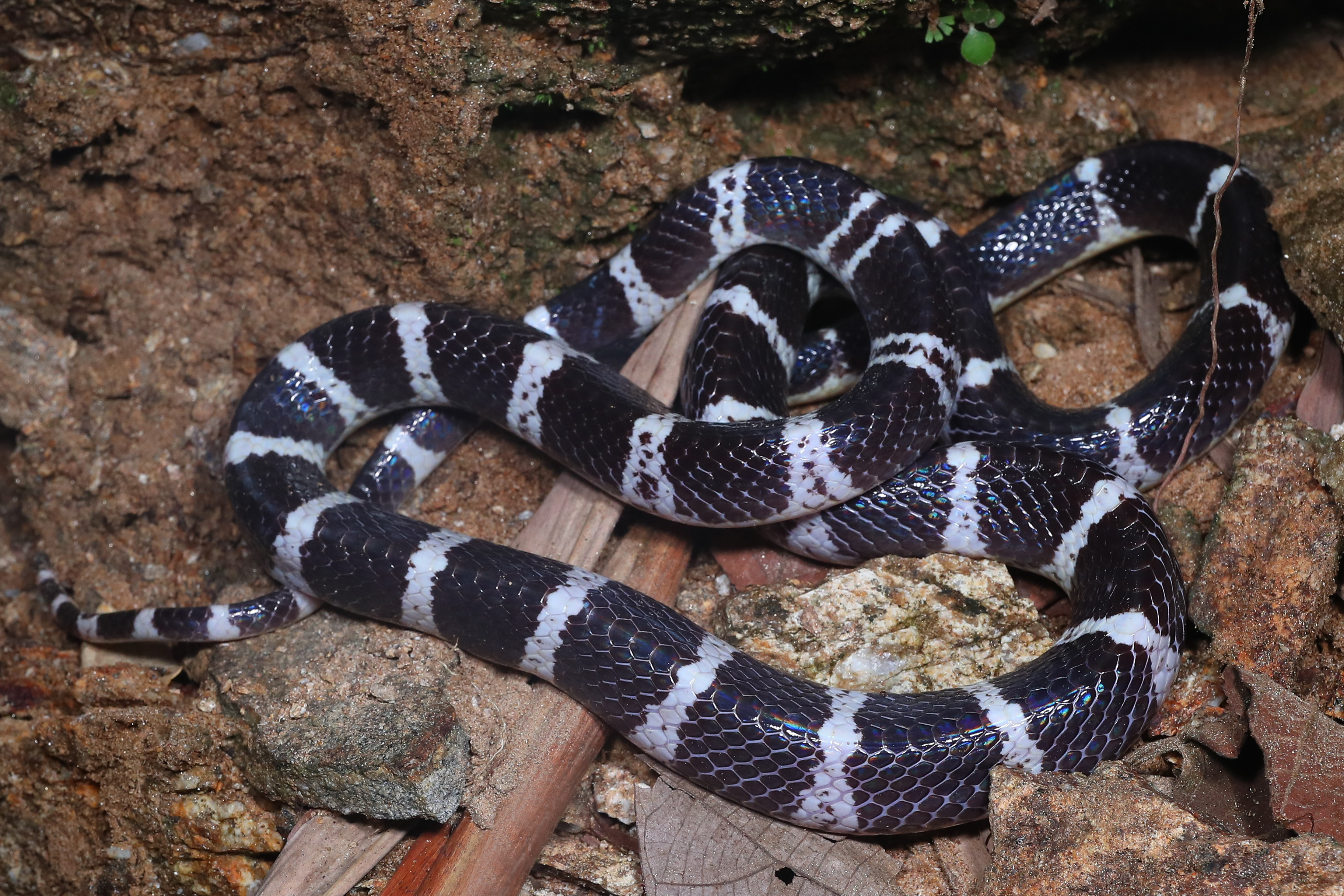 虽然素贞环蛇的咬伤症状与普通银环蛇有一定区别,但目前的医学救治