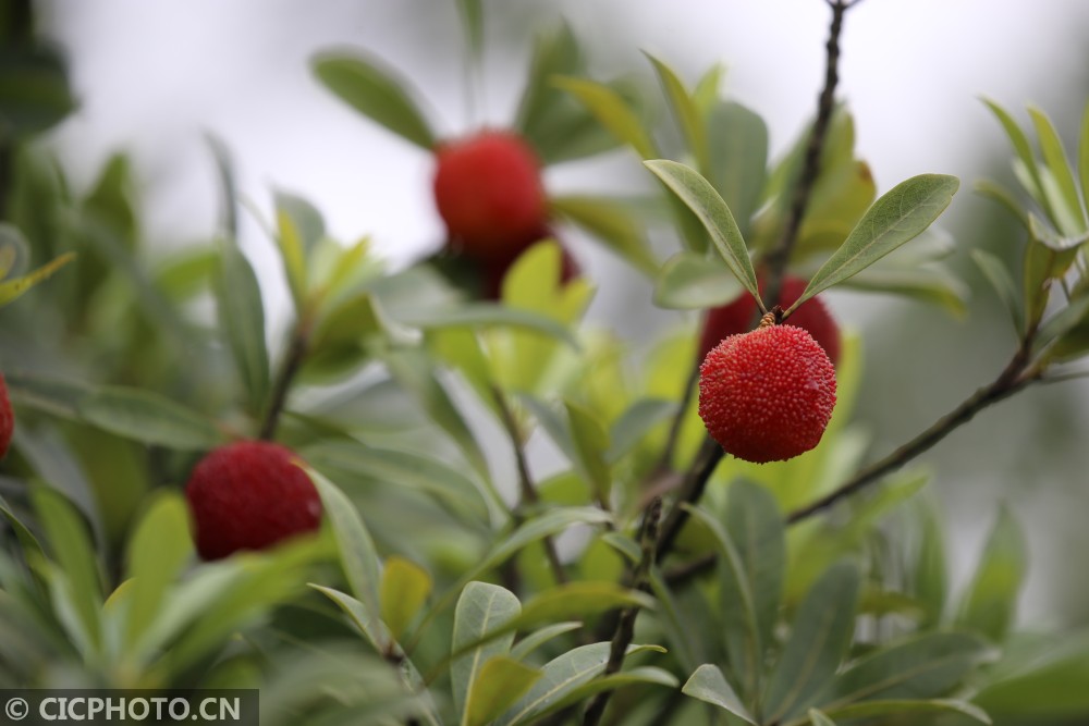 2021年6月13日在浙江省余姚市马渚镇云楼村一家杨梅专业合作社拍摄