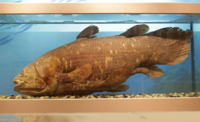 拉蒂迈鱼是4亿年前的总鳍鱼家族残留至今的"活化石".